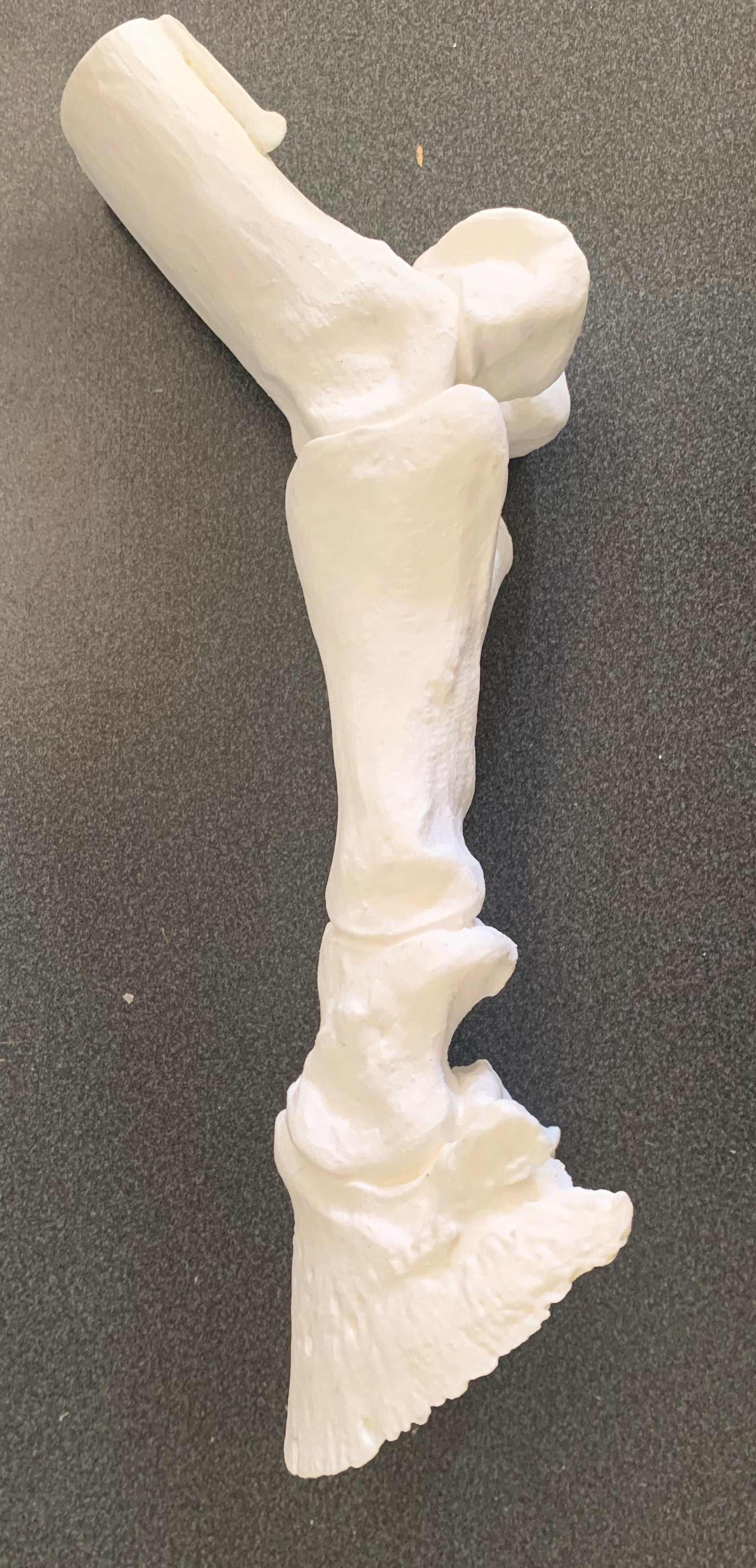 Chris Pollitt Distal Limb Skeleton