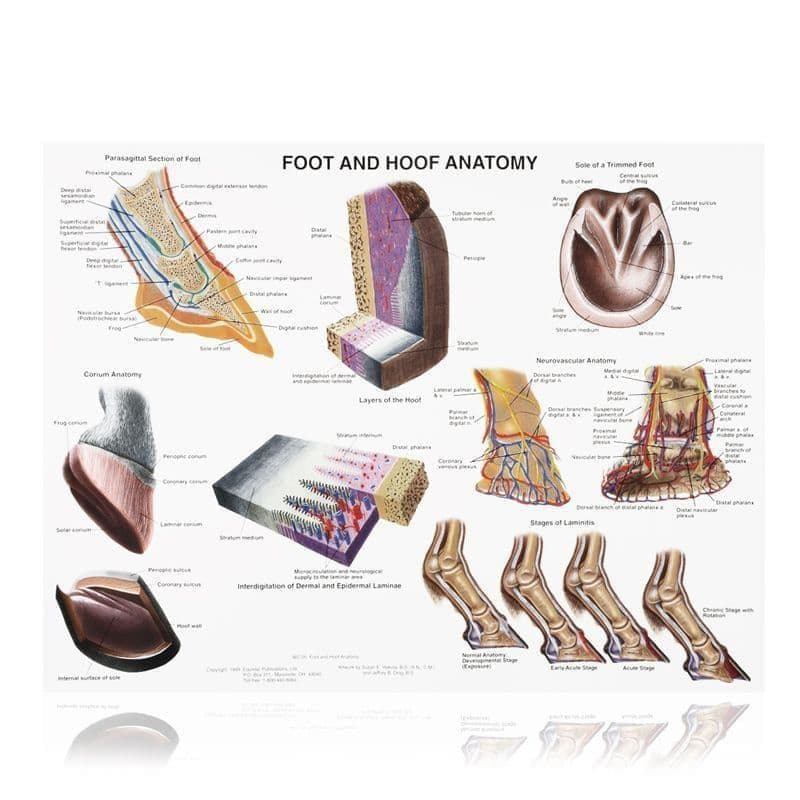 Educational Wall Charts 61x45cm