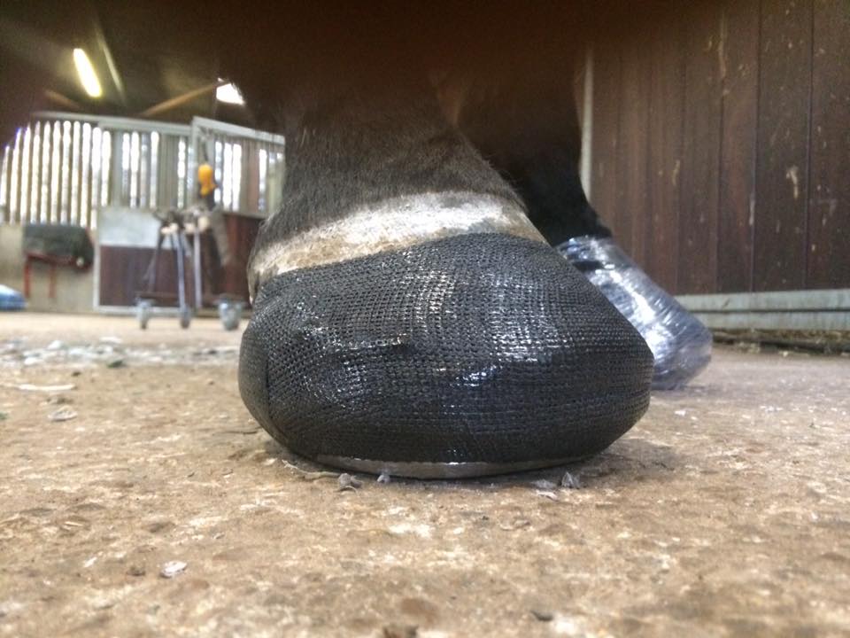 The Shoeing Lab Hoof Cast